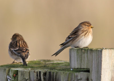 Twite (Carduelis flavirostris) - vinterhmpling