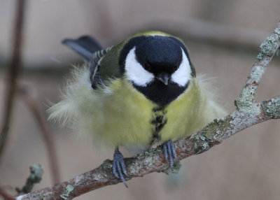 Great Tit (Parus major) - talgoxe