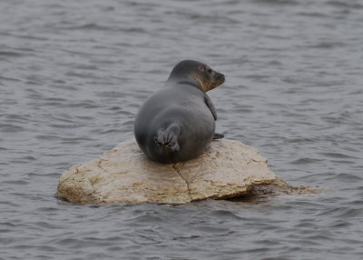 Harbor Seal (Phoca vitula) - knubbsl