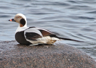 Long-tailed Duck (Clangula hyemalis) - alfgel