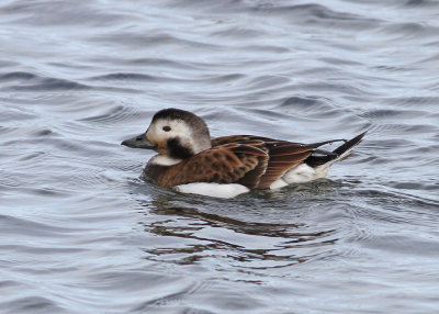 Long-tailed Duck (Clangula hyemalis) - alfgel