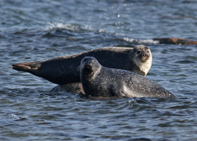 Harbor Seal (Phoca vitula) - knubbsl