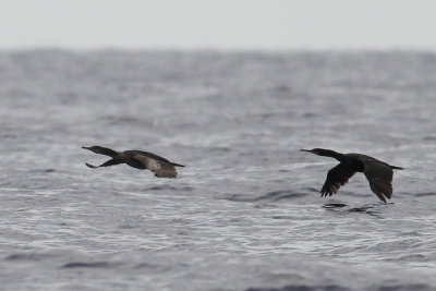 Shag (Phalacrocorax aristotelis desmarestii) - toppskarv