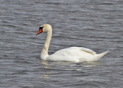 Mute Swan (Cygnus olor) - knlsvan