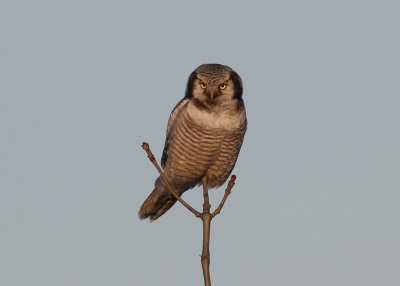 Northern Hawk-Owl (Surnia ulula) - hökuggla