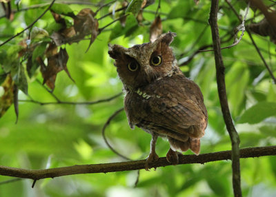 Mountain Scops Owl (Otus spilocephalus hambroecki)