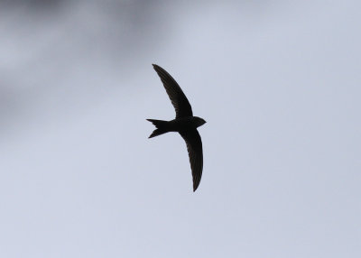 Pacific Swift (Apus pacificus) - orientseglare