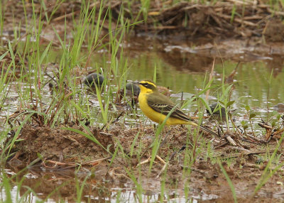 Eastern Yellow Wagtail (Motacilla tschutschensis taivana)