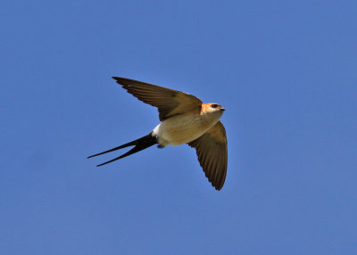 Red-Rumped Swallow (Cecropsis daurica) - rostgumpsvala
