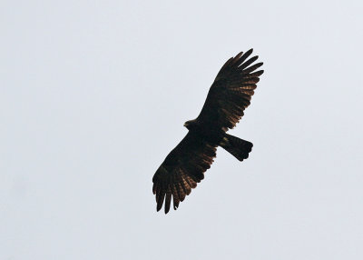 Black Eagle (Ictinaetus m. malayensis)