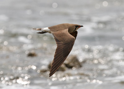 Oriental Pratincole (Glareola maldivarum)