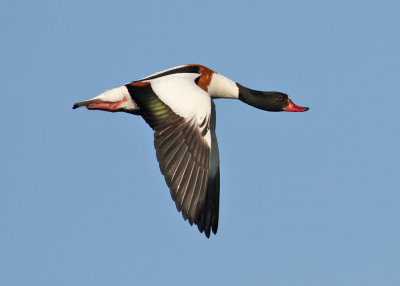 Common Shelduck (Tadorna tadorna)