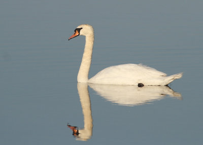 Mute Swan (Cygnus olor) - knlsvan