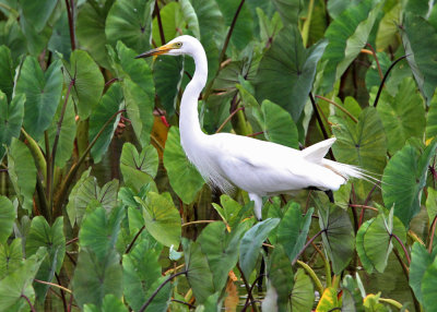 Intermediate Egret (Mesophoyx intermedia)