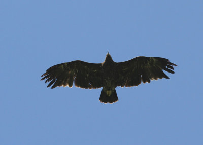 Greater Spotted Eagle (Clanga clanga) - Strre Skrikrn
