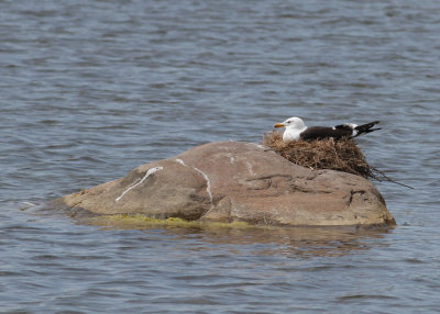 Lesser Black-backed Gull - Baltic Gull (Larus f. fuscus) - Silltrut