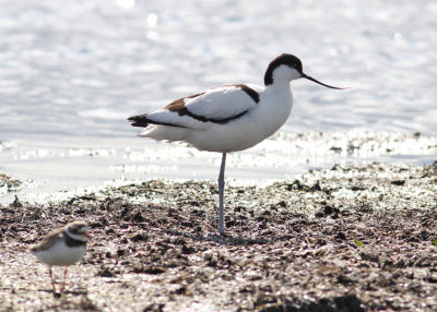 Pied Avocet (Recurvirostra avosetta) - skrflcka