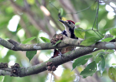 White-backed Woodpecker (Dendrocopus leucotos insularis)