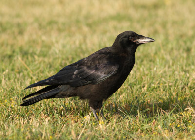 Rook (Corvus frugilegus) - råka