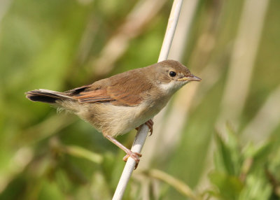 Common Whitethroat (Sylvia communis) - törnsångare