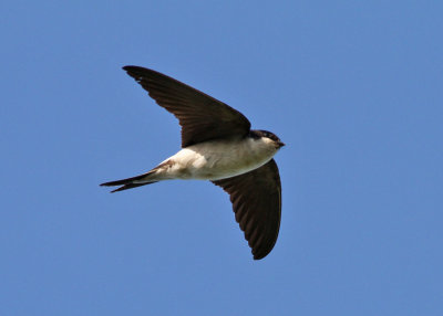 House-Martin (Delichon urbica) - hussvala