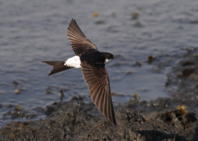 House-Martin (Delichon urbica) - hussvala