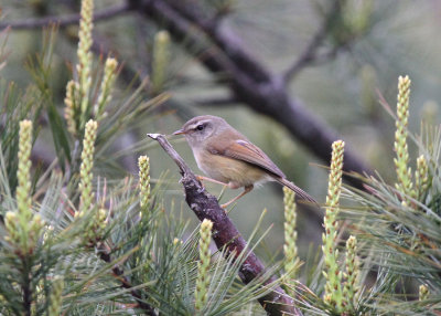 Taiwan Yellow-bellied Bush Warbler (Horornis acanthizoides concolor)