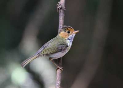 Rufous-faced Warbler (Abroscopus albogularis fulvifacies)