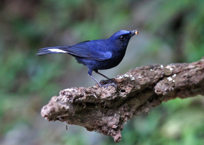 White-tailed Robin (Myiomela leucura montium)