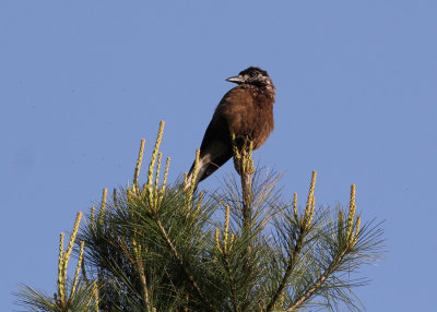 Spotted Nutcracker (Nucifraga caryocatactes owstoni)