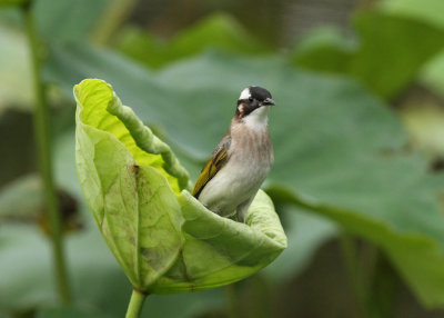 Chinese Bubul (Pycnonotus sinensis formosae)