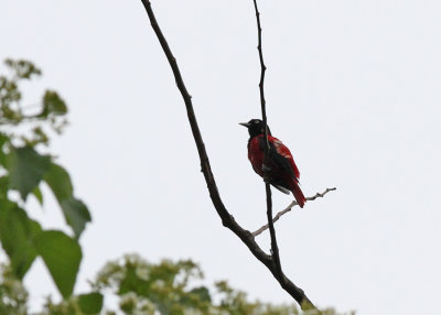 Maroon Oriole (Oriolus traillii ardens)