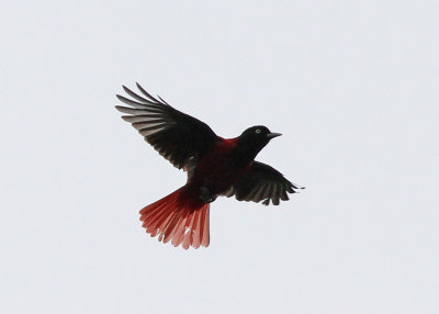 Maroon Oriole (Oriolus traillii ardens)