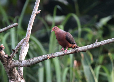 Philippine Cukoo-Dove (Macropygia tenuirostris phea)