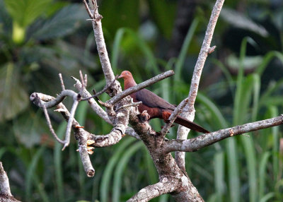 Philippine Cuckoo-Dove (Macropygia tenuirostris phea)