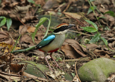 Fairy Pitta (Pitta nympha)