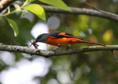 Grey-chinned Minivet (Pericrocotus solaris griseogularis)