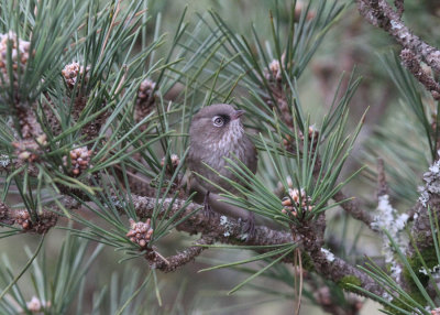 Taiwan Fulvetta (Alcippe formosana)