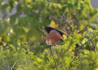 Lesser Coucal (Centropus bengalensis lignator)