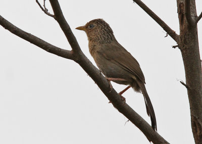 Taiwan Hwamei (Garrulax taewanus)