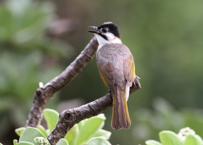 Taiwan Bulbul (Pycnonotus taivanus)