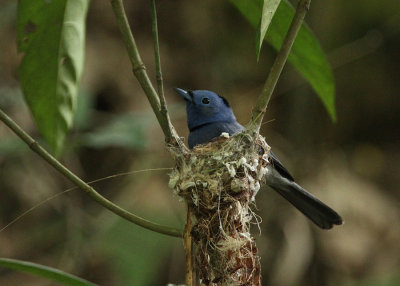 Black-naped Monarch (Hypothmis azurea oberholseri)