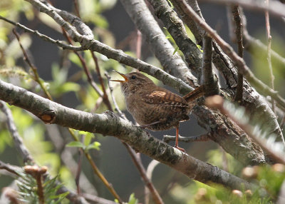 Winter Wren (Troglodytes troglodytes taivanus)