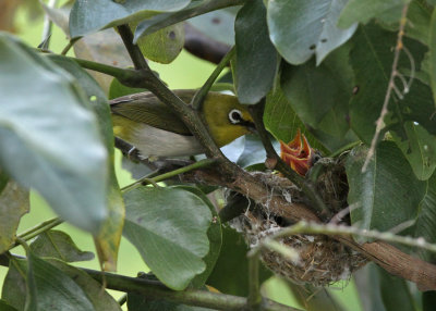 Japanese White-eye (Zosterops japonicus simplex)
