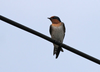Pacific Swallow (Hirundo tahitica namiyei)