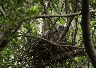 Malayan Night Heron (Gorsachius melanolophus)