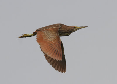 Cinnamon Bittern (Ixobrychus cinnamomeus)