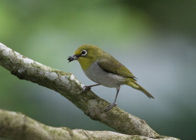 Japanese White-eye (Zosterops japonicus simplex)