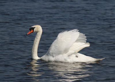 Mute Swan (Cygnus olor) - knölsvan