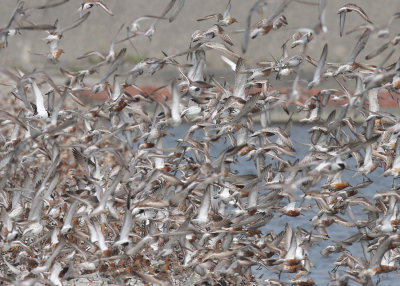 Taiwan Shorebirds